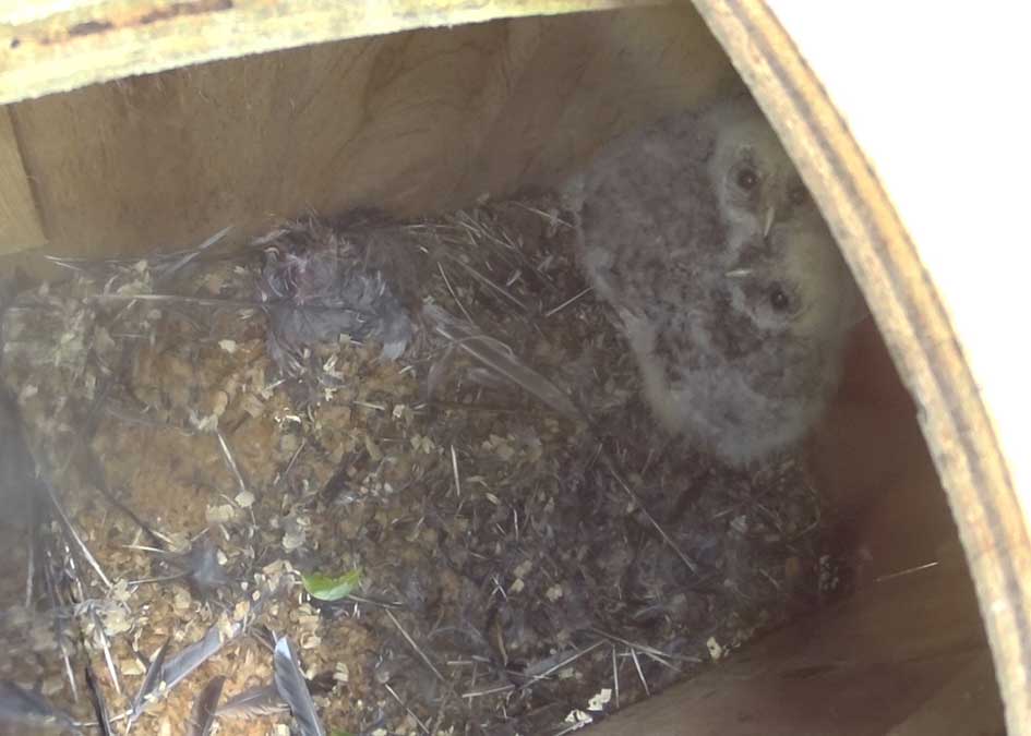 巣箱の中のフクロウ雛２羽