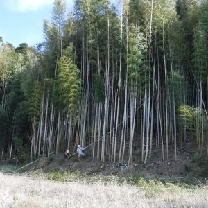 竹伐採中