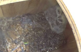巣箱の中のフクロウ雛２羽